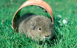 Guinea Pig